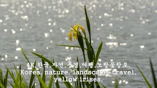 4K한국자연풍경여행노랑꽃창포Korea nature landscape travel yellow irises [upl. by Aihsela]