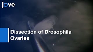 Dissection Drosophila Ovaries l Protocol Preview [upl. by Franky]