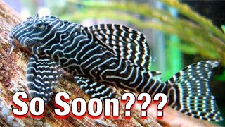 L260 Queen Arabesque Pleco Surprise First Spawn [upl. by Lladnyk]