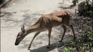 Florida Keys Deer was not intimidated by the camera [upl. by Lekzehcey]