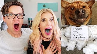 Finally Catching Them Reacting to Funny Pets [upl. by Imeaj]