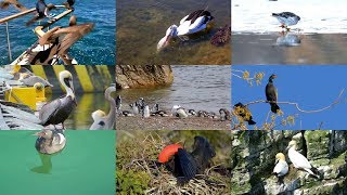 Seabirds for Children – Sea animals – English Paradise Kids Fun amp Educational Learning Video [upl. by Shirah]