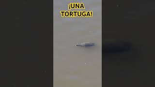 UNA TORTUGA EN PUERTO MADERO [upl. by Pedroza]