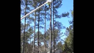 Limbing a tree climbing with spikes  Andrews Tree Pros in Raleigh Wake Forest NC [upl. by Efron]