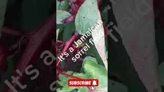 Jamaica farming fruit Jamaicanproduce sorrel Jamaicansorrel sorreldrink christmas christmas [upl. by Shawna]