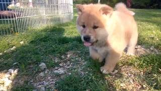 Akita Inu puppies  5 weeks old [upl. by Chaworth94]