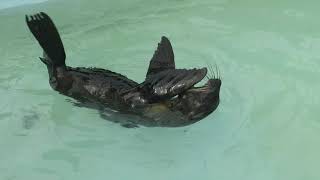 Rescued Fur Seal pup taking a bath [upl. by Kendyl522]