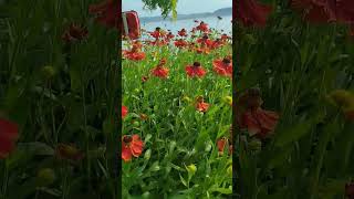 Asteraceae Helenium autumnale Flower blumen bunga flower viral flowerlovers shortvideo [upl. by Burdett]