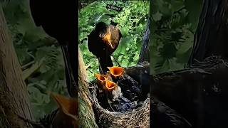 Common mother blackbird feeding babies and mother eating babies poopnature birds birdslife [upl. by Eeliab]