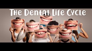 The Dental Life Cycle [upl. by Maretz]