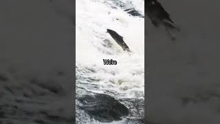 Whitby Salmon And Sea Trout Jumping yorkshire salmon fishing fishingnews nature wildlife [upl. by Chery]