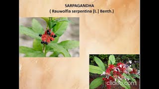 Sarpagandha plant Presentation Dravyaguna Vigyan BAMS [upl. by Seyler]