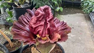 Amorphophallus paeoniifolius in Bloom [upl. by Epilihp837]