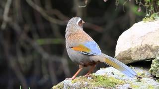 Whitewhiskered Laughingthrush [upl. by Rich]