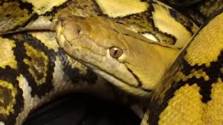 Python with Strongyles Histomonas Trichomonas and Vomiting and Diarrhea [upl. by Klapp513]