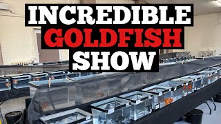 FANCY GOLDFISH SHOW in the UK 100’s of incredible fish [upl. by Acnayb]