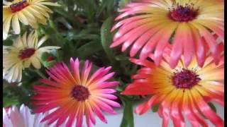 Ice plant Mesembryanthemum crystallinum [upl. by Dera]