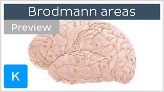 Brodmann areas of the cerebral cortex preview  Human neuroanatomy  Kenhub [upl. by Anselma214]