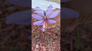 Harvested my first saffron saffron garden gardening saffroncorms gardeningtips [upl. by Lamahj]