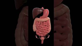 Internal Organ System shortsfeed shortsvideo short shorts anatomy [upl. by Olympie]