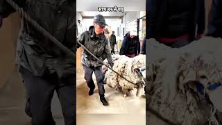 Rescue Team Saves Sheep Trapped by Its Heavy Wool 🥶 [upl. by Stacia]