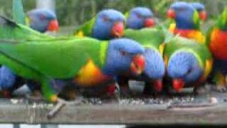 Rainbow Lorikeets  Feeding [upl. by Shae97]