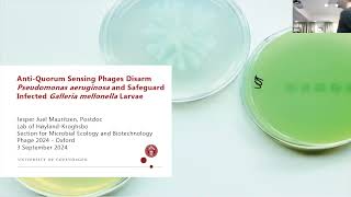 Mr Jesper Mauritzen University of Copenhagen Denmark on AntiQuorum Sensing Phages Rescue [upl. by Inwat]