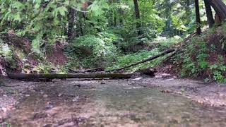 Muskegon River Stream Sleep Sounds Relaxation Meditation [upl. by Haeckel]