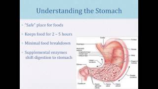 The Role of Enzymes in Autism Gut Issues and Food Intolerances 2013 [upl. by Marcellina941]