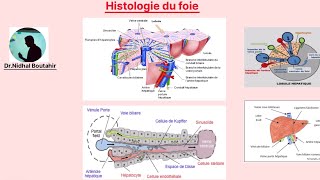 Histologie du foie [upl. by Borgeson]