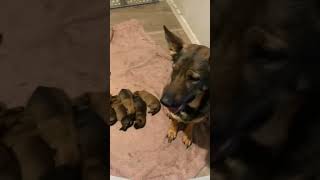 Mama Coco first litter belgianmalinoisdog germanshepherd [upl. by Esialb8]