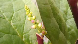 Alugbati 💚 Basella alba 💚 Malabar spinach [upl. by Ezequiel799]