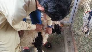 GOAT FARM UPDATE  VACCINATION DAY [upl. by Allayne689]