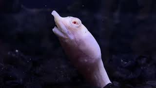 Albino Chinese SoftShell turtle [upl. by Yboc506]