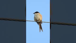 Long Tailed Shrike birds startoftheday morningvibes peacefulmoments urbanwildlife birding 4k [upl. by Anaiuq]