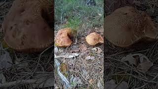 ⚠️ BOLETUS Pinophilus ⚠️ mayo 2024 [upl. by Lrub]