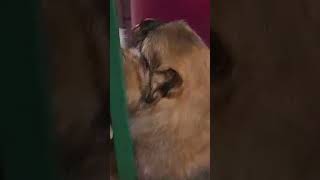 Pomeranian babies update dog cute video [upl. by Hadihahs347]