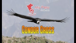 The Condor Cross Colca Canyon Arequipa  My Peru Guide [upl. by Waterer915]