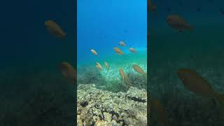 Stunning Scuba Dive in Halkidiki 🌊  Nemo Scuba Diving Center [upl. by Nial301]