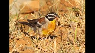 Golden breasted Bunting contact call [upl. by Leanatan]