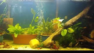 125gal Cichlid tank [upl. by Luap477]