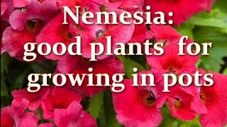 How to Grow Nemesia from Seed Nemesia plants for growing in pots  Alexas Garden [upl. by Devin]