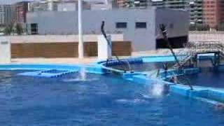 Delfines saltando [upl. by Crispa]