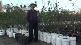 How to Grow Peach Trees  How to Prune Peach Trees [upl. by Elwyn679]