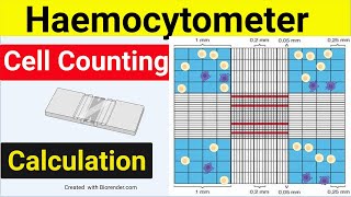 Haemocytometer Cell Counting  Cell Counting Calculation  Cell counting Trypan Blue [upl. by Terraj120]