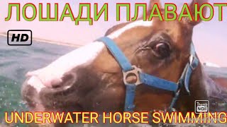 RACEHORSE UNDERWATER SWIMMING КАК ПЛАВАЮТ ЛОШАДИ INSIDE IN THE WATER [upl. by Symer]