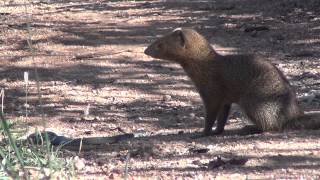 Slender mongoose kills black mamba  FULL VIDEO [upl. by Einnod]