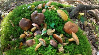 Pilze sammeln im Oktober  kleiner Waldspaziergang an drei Plätzen OutdoorBushcraftSurvival [upl. by Euqinommod574]