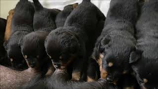 Rottweilers  Puppies  3 week old [upl. by Walsh40]