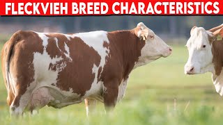 ⭕ FLECKVIEH CHARACTERISTICS ✅ Dairy Cows Cattle FLECKVIEH [upl. by Orms427]